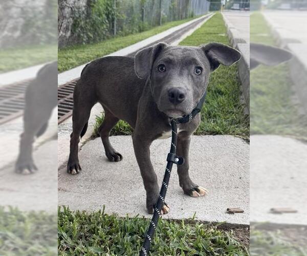 Medium Photo #1 Mutt Puppy For Sale in Conroe, TX, USA
