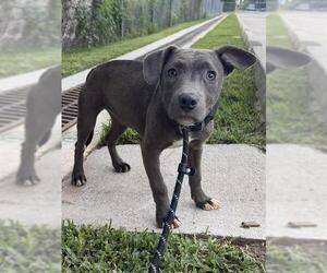 Mutt Dogs for adoption in Conroe, TX, USA