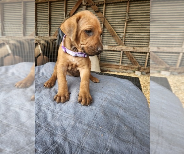 Medium Photo #16 Rhodesian Ridgeback Puppy For Sale in LOCKHART, TX, USA