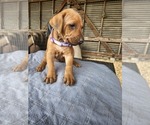 Small Photo #16 Rhodesian Ridgeback Puppy For Sale in LOCKHART, TX, USA