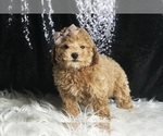Small Photo #23 Maltipoo Puppy For Sale in WARSAW, IN, USA