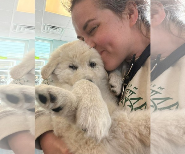 Medium Photo #5 Great Pyrenees-Unknown Mix Puppy For Sale in Mount Pleasant, SC, USA