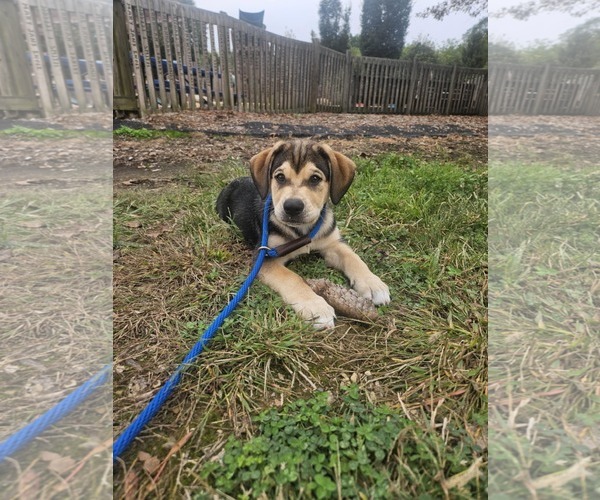 Medium Photo #3 Huskies -Labrador Retriever Mix Puppy For Sale in Mechanicsburg, PA, USA