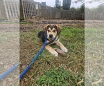 Small #2 Huskies -Labrador Retriever Mix