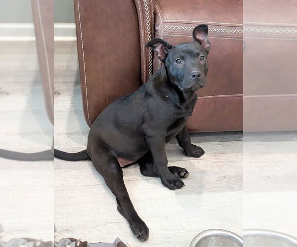 Medium Photo #1 Labrador Retriever-Unknown Mix Puppy For Sale in Boston, MA, USA