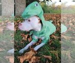 Small #1 American Pit Bull Terrier Mix
