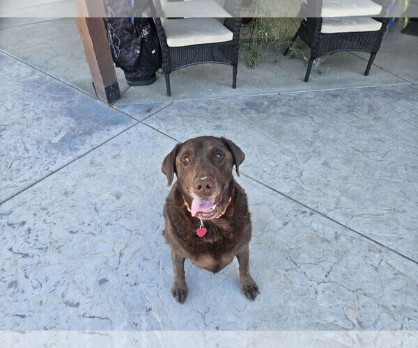 Medium Photo #3 Labrador Retriever Puppy For Sale in Clovis, CA, USA