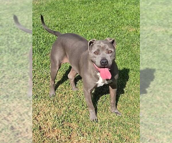 Medium Photo #1 Mutt Puppy For Sale in Riverside, CA, USA