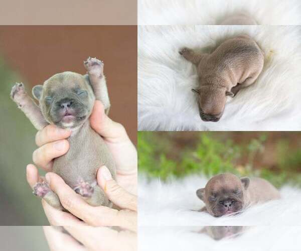 Medium Photo #1 French Bulldog Puppy For Sale in ROANOKE, IL, USA
