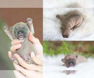 French Bulldog Puppy for sale in ROANOKE, IL, USA
