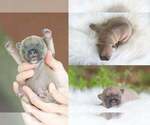Small French Bulldog