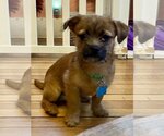 Small Photo #5 Mutt Puppy For Sale in Plainfield, IL, USA