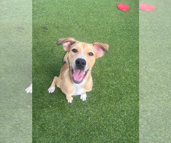 Medium Photo #10 Mutt Puppy For Sale in Pompano Beach , FL, USA