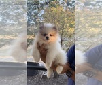 Small Photo #7 Pomeranian Puppy For Sale in LEHIGH ACRES, FL, USA