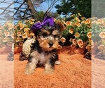 Small #3 Yorkshire Terrier