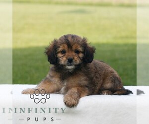 ShihPoo Puppy for sale in GORDONVILLE, PA, USA