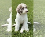 Small Labradoodle
