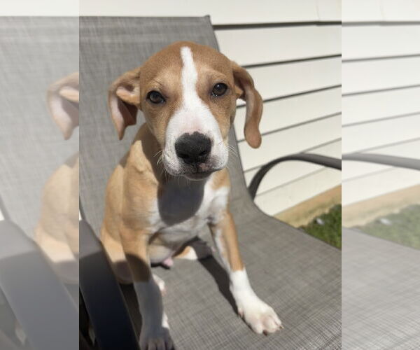 Medium Photo #3 Mutt Puppy For Sale in Holly Springs, NC, USA