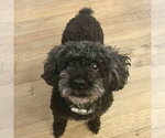 Small #1 Poodle (Miniature)