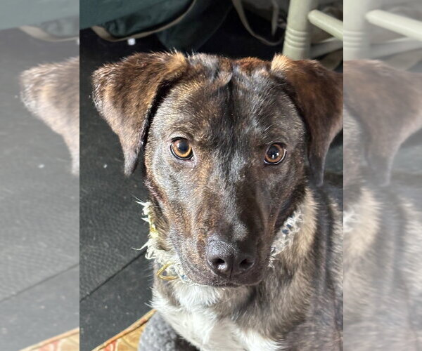 Medium Photo #1 Mountain Cur-Unknown Mix Puppy For Sale in Ellijay, GA, USA