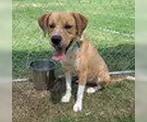 Labbe Dogs for adoption in Bristol, CT, USA