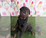 Small #1 Rottweiler