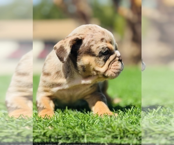 Medium Photo #8 English Bulldog Puppy For Sale in LAS VEGAS, NV, USA