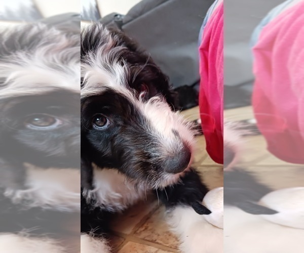 Medium Photo #5 Border Collie-Sheepadoodle Mix Puppy For Sale in MARATHON, WI, USA