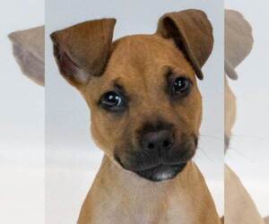 Boxer-Unknown Mix Dogs for adoption in Kennesaw, GA, USA