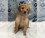 Small Photo #3 Irish Doodle Puppy For Sale in DUNDEE, OH, USA