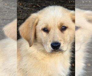 German Shepherd Dog-Golden Retriever Mix Puppy for sale in MODESTO, CA, USA