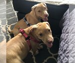 Small Photo #2 Labrador Retriever Puppy For Sale in miami, FL, USA