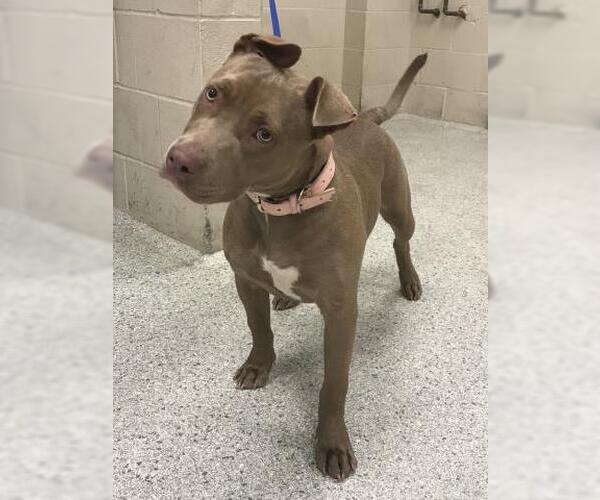 Medium Photo #1 American Pit Bull Terrier Puppy For Sale in Conroe, TX, USA