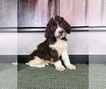 Small #1 Labradoodle
