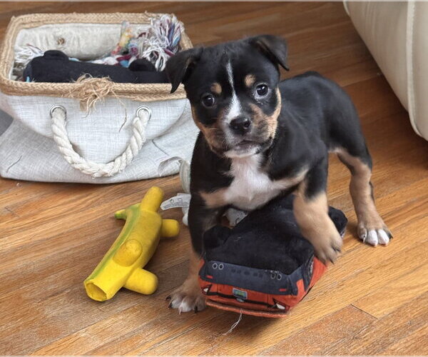 Medium Photo #3 Mutt Puppy For Sale in Elmsford, NY, USA