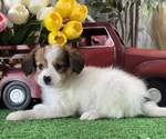 Small #3 Papillon