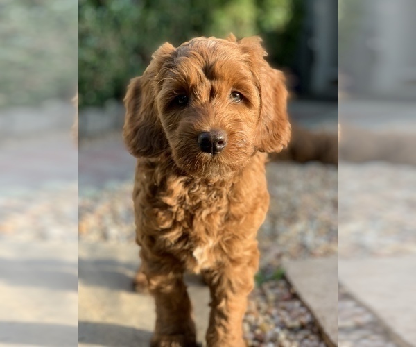 Medium Photo #7 Australian Labradoodle Puppy For Sale in MILL VALLEY, CA, USA