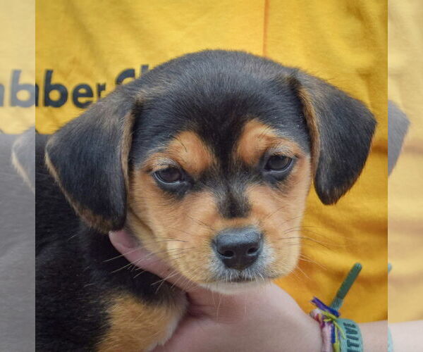 Medium Photo #5 Beagle-Chihuahua Mix Puppy For Sale in Huntley, IL, USA