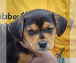 Small #4 Beagle-Chihuahua Mix
