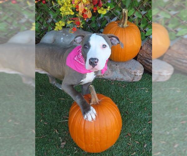 Medium Photo #2 American Pit Bull Terrier-Unknown Mix Puppy For Sale in Oklahoma City, OK, USA