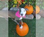 Small #1 American Pit Bull Terrier Mix