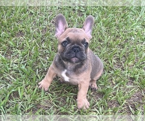 French Bulldog Puppy for sale in SEBRING, FL, USA