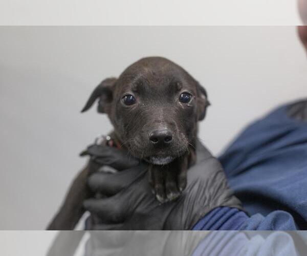 Medium Photo #1 Labrador Retriever-Unknown Mix Puppy For Sale in Mountain Home, AR, USA