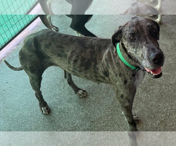 Medium Photo #2 Great Dane Puppy For Sale in Palm Beach, FL, USA