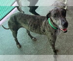 Small #1 Great Dane