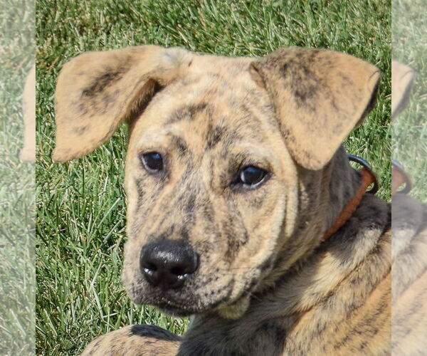 Medium Photo #1 American Staffordshire Terrier-Mastiff Mix Puppy For Sale in Huntley, IL, USA