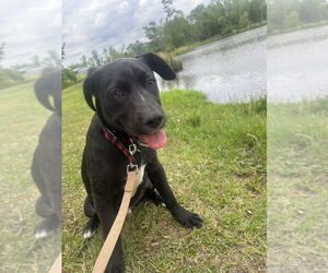 Bulldog-Labrador Retriever Mix Dogs for adoption in Tarrytown, GA, USA