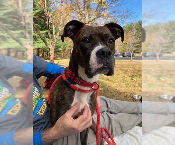 Medium Photo #2 Boxer-Unknown Mix Puppy For Sale in Derwood, MD, USA