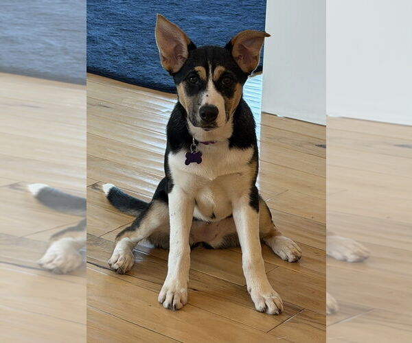 Medium Photo #14 Alaskan Malamute-Unknown Mix Puppy For Sale in Oak Bluffs, MA, USA