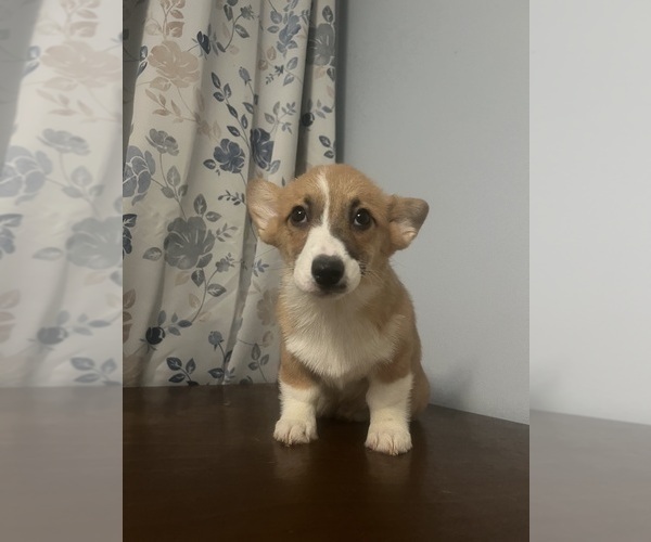 Medium Photo #25 Pembroke Welsh Corgi Puppy For Sale in DURHAM, CT, USA